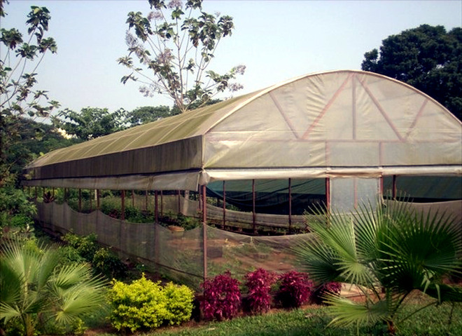 Lack of markets forcing farmers to abandon  polyhouses