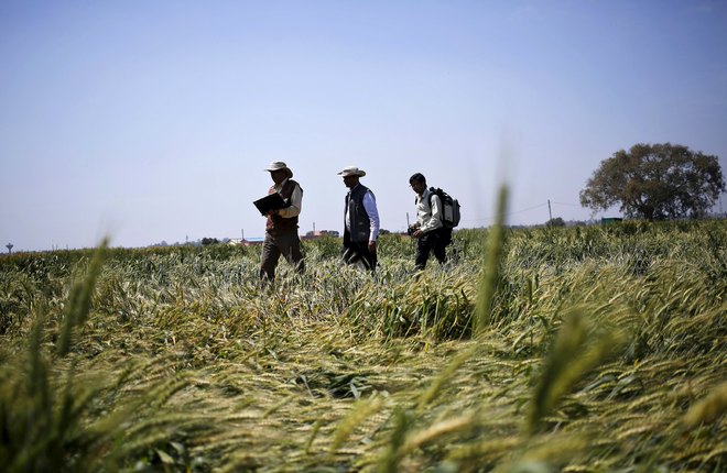 Summer crops under threat as more rain in store