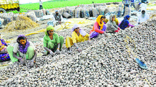 Punjab potato glut triggers price crash