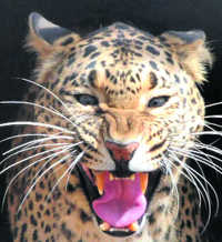 Leopard kills morning walker at Raiwala