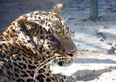 Leopard kills three-and-half-yr-old girl