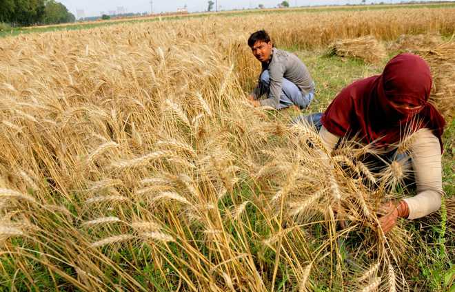 Centre relaxes wheat norms for Haryana : The Tribune India