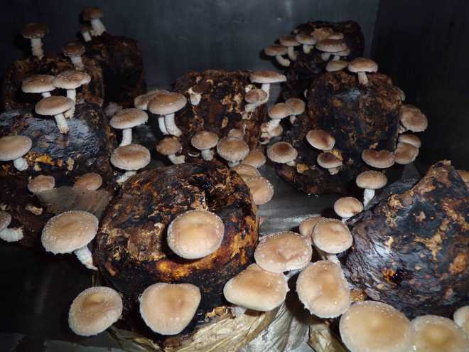 Mushrooms may boost your immunity