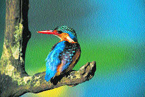 A dialogue with the kingfisher