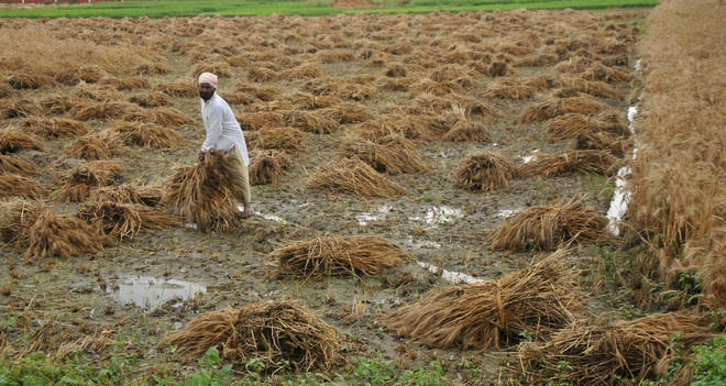 Maximum damage to wheat in Rohtak: Girdawari report
