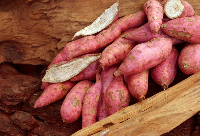 Sweet potato naturally ''genetically modified''