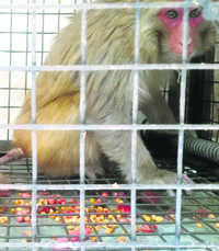 Animal rights bodies seek closure of monkey sterilisation centres