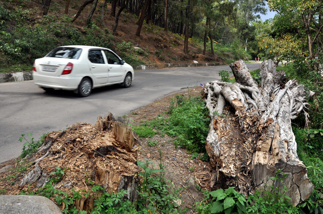 Tree stumps a traffic hazard on Bagli road