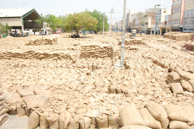 Wheat glut in Sirsa grain markets