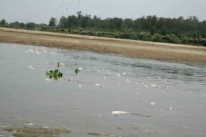 ‘Toxic’ waste kills fish in Surry, Beas