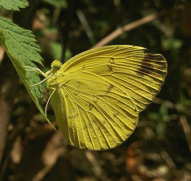 Rare butterfly sighted in Almora