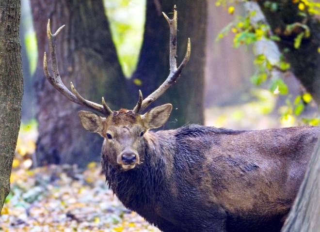 Centre steps in to protect endangered species in J&K