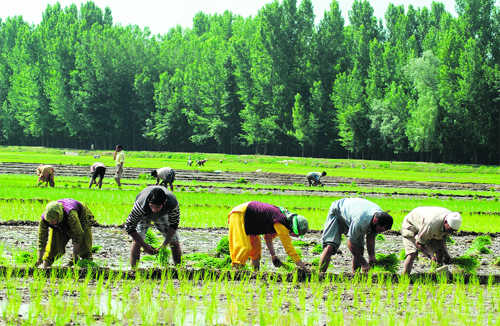 Irrigation efficiency of Punjab, Haryana low