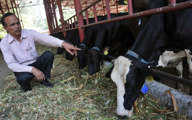 Much in moo: Chip to check cow’s health