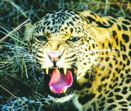 U'khand to conduct leopard census in December