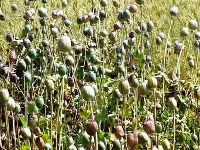 Illegal poppy cultivation: Orders to destroy ‘flourishing' fields in Mussoorie