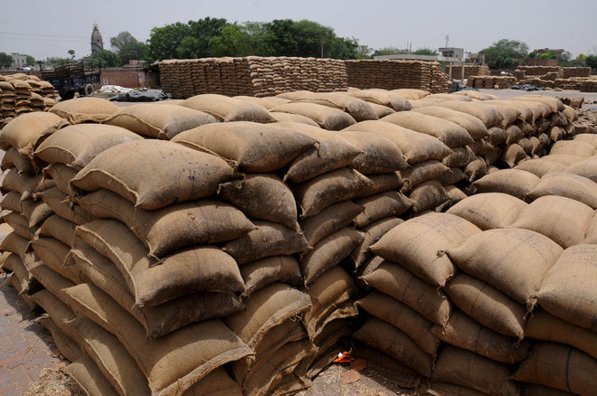To stem rot, wheat being refilled into new gunny bags in Bathinda