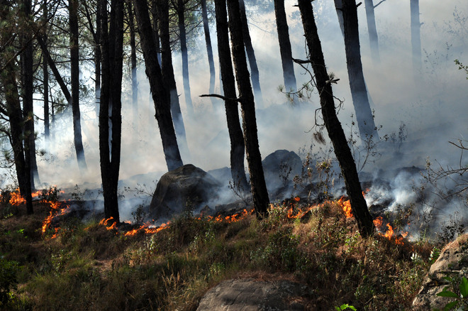 Forests near D’sala catch fire