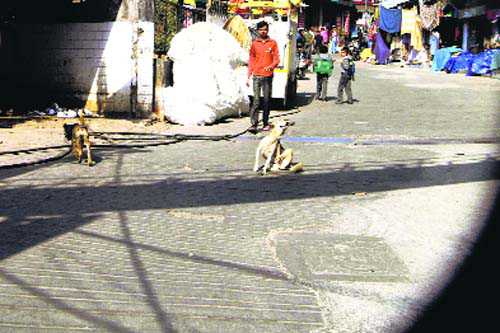 Mussoorie MC finds a way to control dog birth, bites; to set up centre