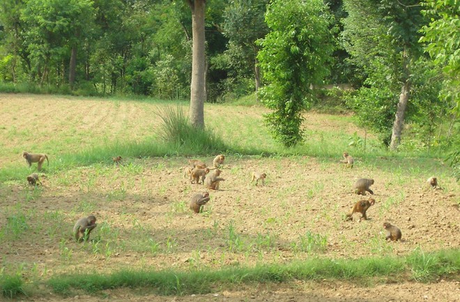 Wild animals causing heavy losses to farmers in state
