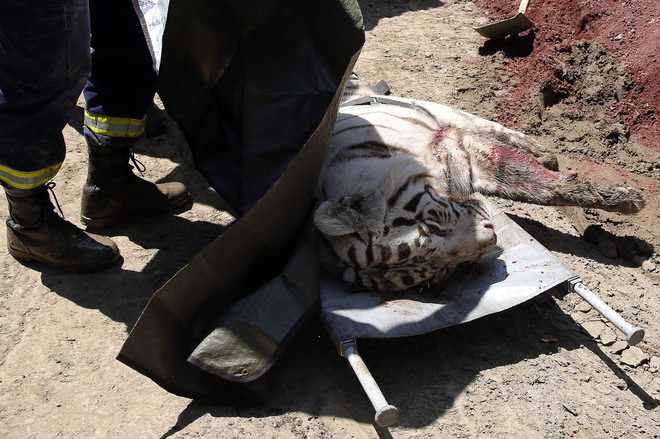 Runaway tiger who killed man shot dead