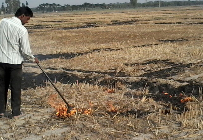 Stubble burning ban: No case in 17 months in 3 districts