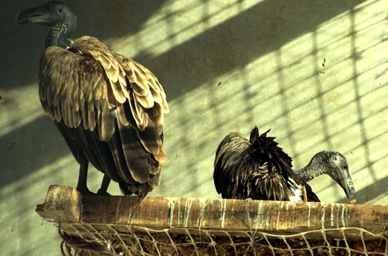 Vultures bred in captivity to be released this Dec