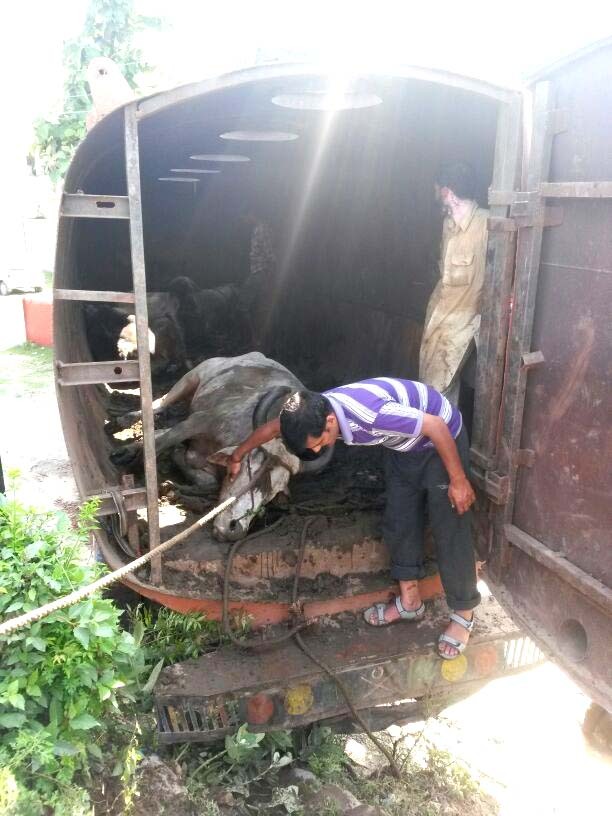 12 buffaloes rescued; were being taken to Bijnore for sale