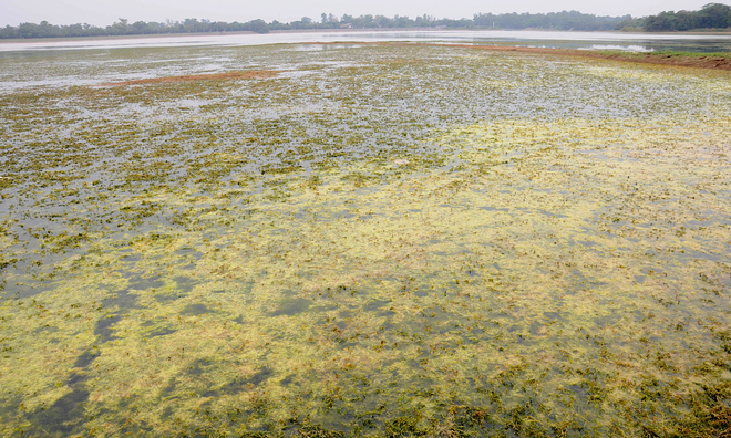 Sukhna Lake: चंडीगढ़ की सुंदर सुखना लेक भी गर्मी का शिकार हो गई है, क्योंकि जलस्तर लगातार घट रहा है