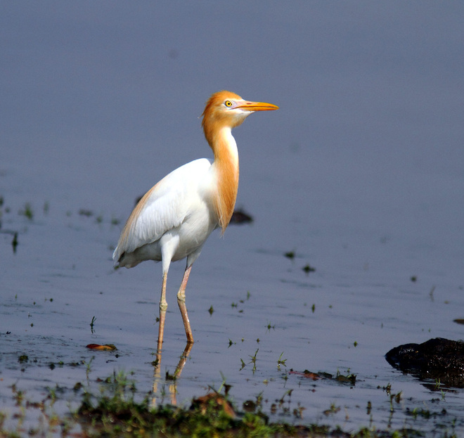 Over 12,000 birds flock to Pong Dam lake