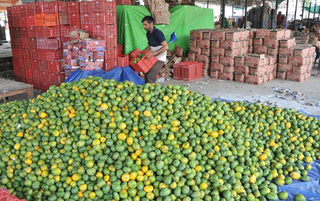 Sale of artificially ripened fruits goes unchecked