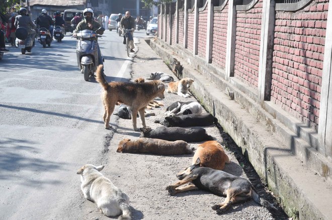 Dogs rule the streets as DMC looks the other way