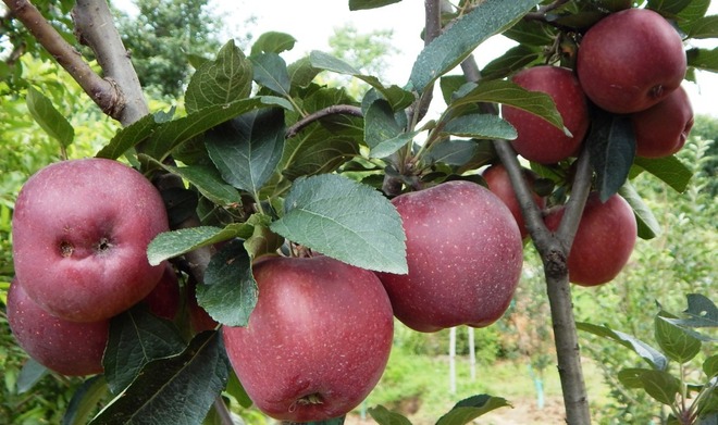 Now, apples grown in lower hills