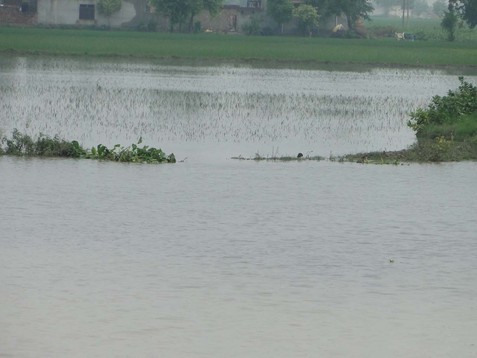 Breach in Karnal drain, over 500 acres of paddy flooded