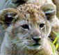 11 lion cubs born  in Gir sanctuary