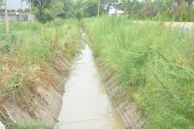 Canal water theft on the rise in Dhankar’s home district