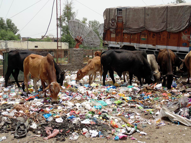 Ban on polythene bags goes down the drain