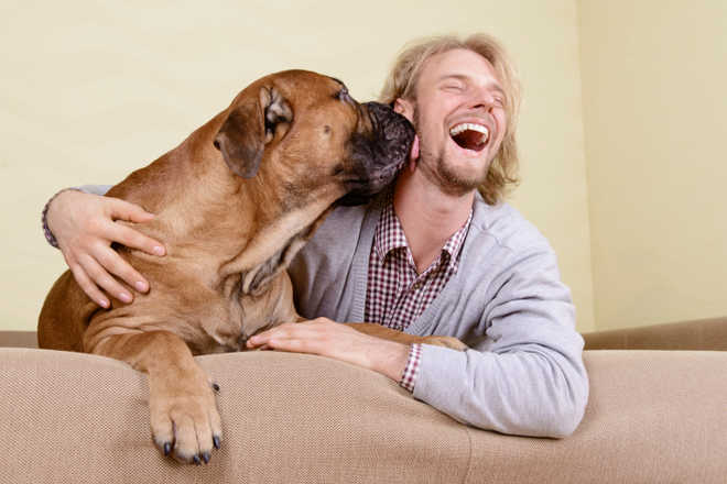 Dogs, like humans, perform better under right amount of stress