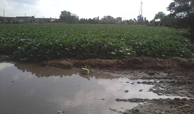 Ponds yet to be cleaned, Abohar villagers face health hazards