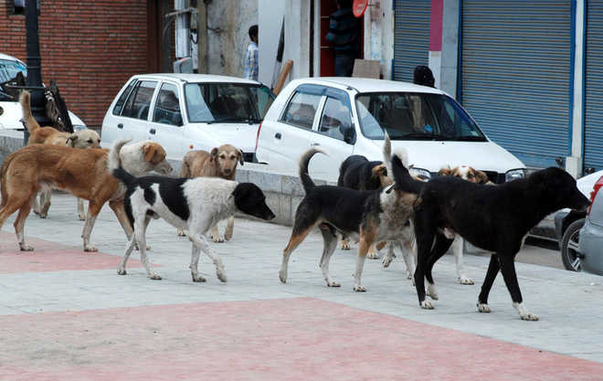 Gram Panchayats seek to ''export'' stray dogs to China, S Korea