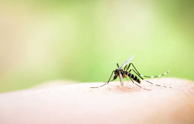 China sets up world’s largest ‘mosquito factory’ to fight dengue