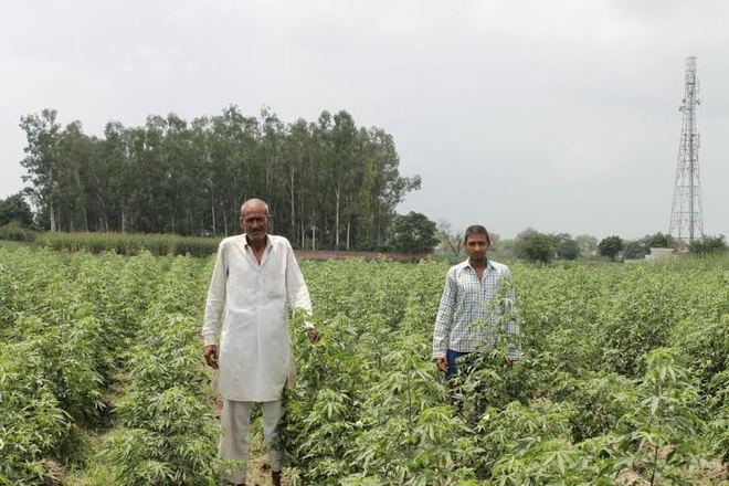 No threat of whiteflies in Jind, courtesy pesticide-free farming