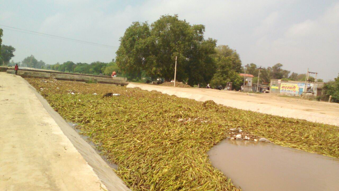 Farmers rue dense growth of hyacinth in canal