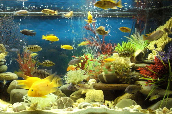 Aquariums may lower your blood pressure, heart rate