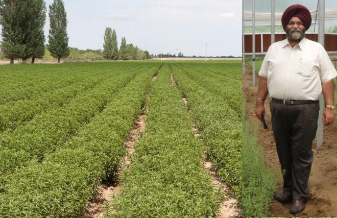 Gujarat allots 2,500 acres to stevia farmer from state