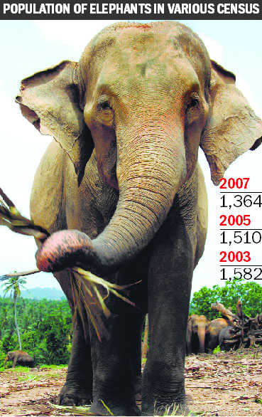 15% rise in elephant count
