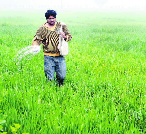 Fertiliser overuse eating away Punjab soil nutrients