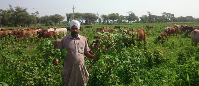 Whitefly deals third blow to farmers in Malwa