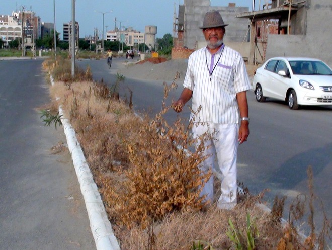 Drive to uproot congress grass: Herbicide spray destroys saplings planted recently