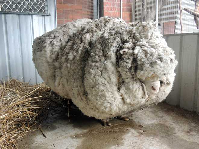 Giant Aus sheep produces 40-kg wool in one shearing